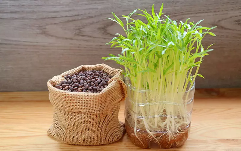 CÁCH TRỒNG MẦM THỦY CANH TẠI NHÀ