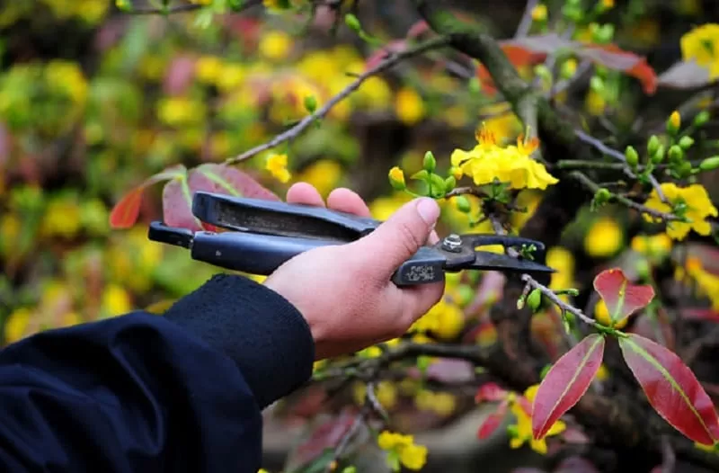 CÁCH TỈA MAI SAU TẾT CHUẨN NÔNG NGHIỆP